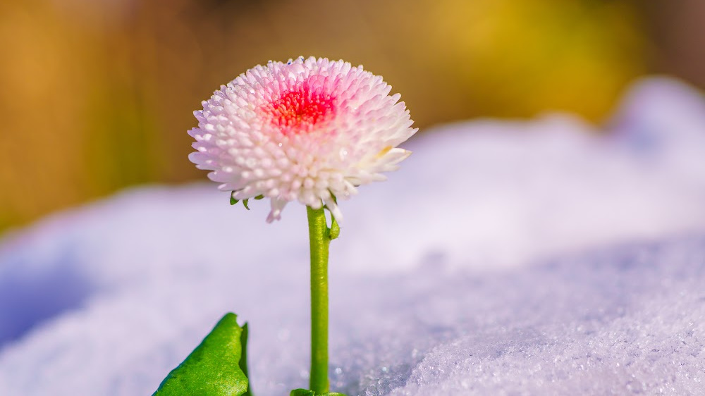 a flower blooming out of the snow