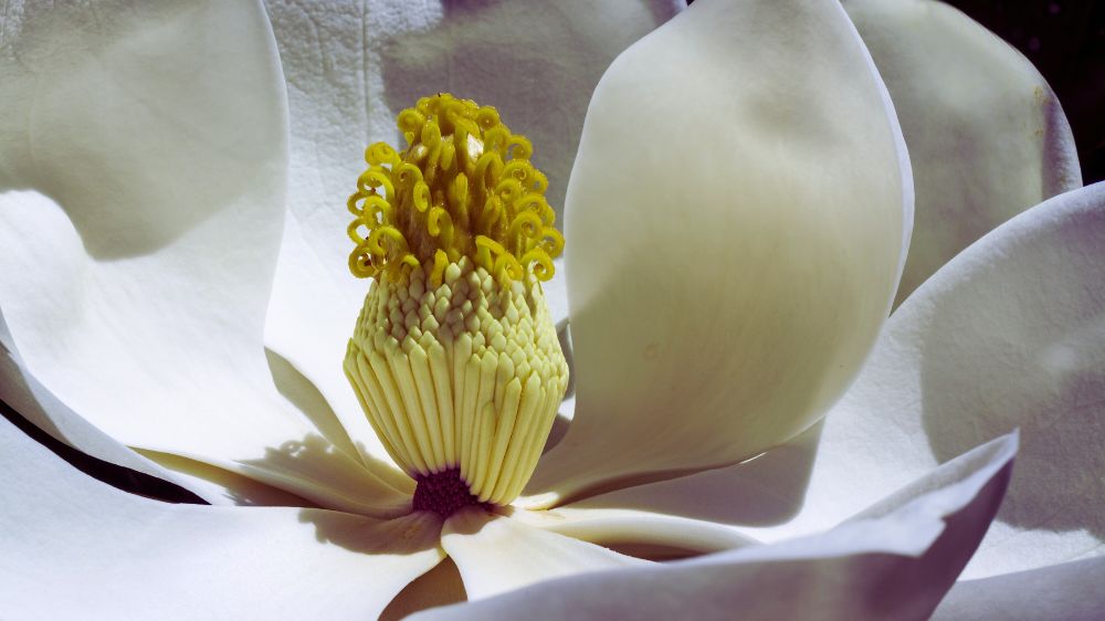 loneliness in the digital age