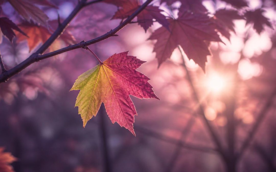 Adapting Through Change